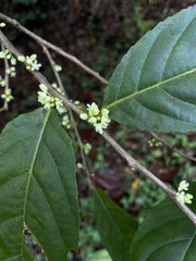 Casearia guianensis