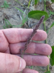 Eragrostis ciliaris