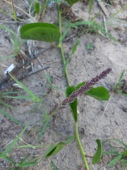 Eragrostis ciliaris
