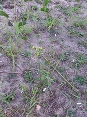 Cyperus surinamensis