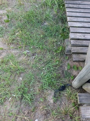 Paspalum notatum