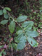 Casearia guianensis