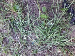 Paspalum notatum