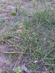 Paspalum notatum