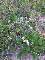 Pterocaulon lorentzii