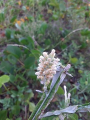 Pterocaulon lorentzii