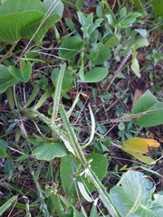 Pterocaulon lorentzii