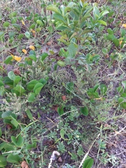 Stylosanthes viscosa