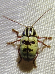 Cryptocephalus leucomelas