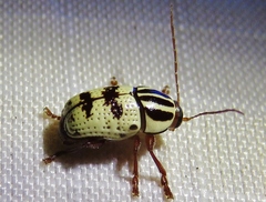 Cryptocephalus leucomelas