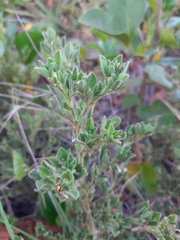 Stylosanthes viscosa