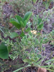 Stylosanthes viscosa