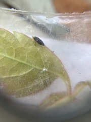 Taphrocerus gracilis