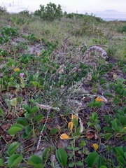 Pterocaulon lorentzii