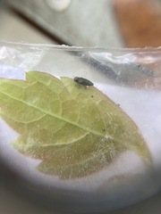 Taphrocerus gracilis