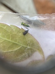 Taphrocerus gracilis