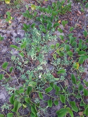 Acicarpha bonariensis