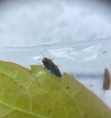 Taphrocerus gracilis