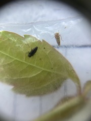 Taphrocerus gracilis