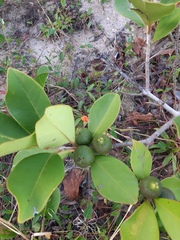 Psidium cattleyanum