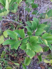 Psidium cattleyanum