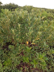Psidium cattleyanum
