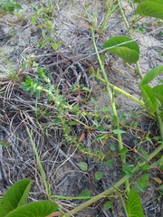 Hexasepalum apiculatum