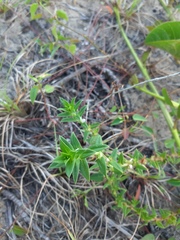 Hexasepalum apiculatum