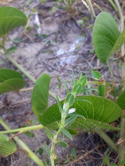 Hexasepalum apiculatum