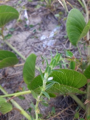 Hexasepalum apiculatum