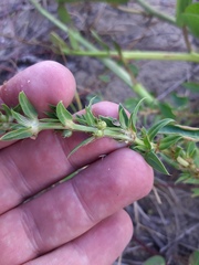 Hexasepalum apiculatum
