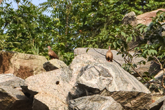 Ptilopachus petrosus