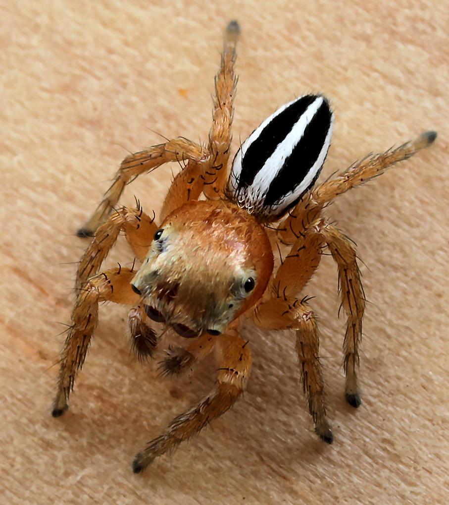 Evarcha striolata