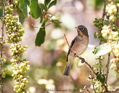 Zosterops abyssinicus