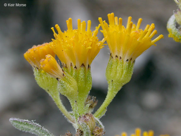 Senecio aronicoides