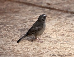 Crithagra tristriata