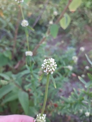 Spermacoce verticillata