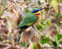Merops lafresnayii