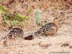 Pterocles quadricinctus