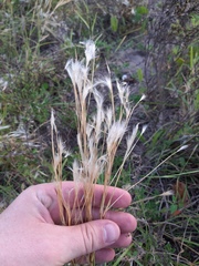 Andropogon arenarius