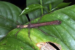 Creoxylus