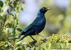 Lamprotornis chalybaeus