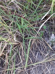 Andropogon arenarius
