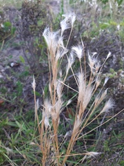 Andropogon arenarius