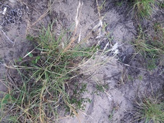 Andropogon arenarius