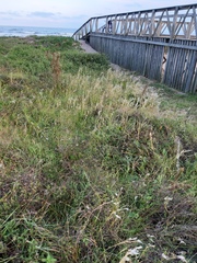 Andropogon arenarius