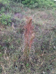 Schizachyrium microstachyum