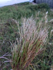 Schizachyrium microstachyum