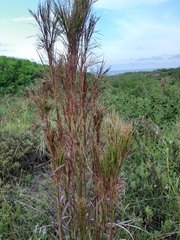 Schizachyrium microstachyum