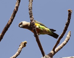 Poicephalus rufiventris